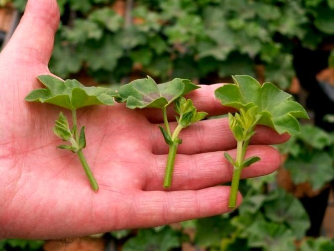 Ампельна герань | Догляд за ампельної геранню