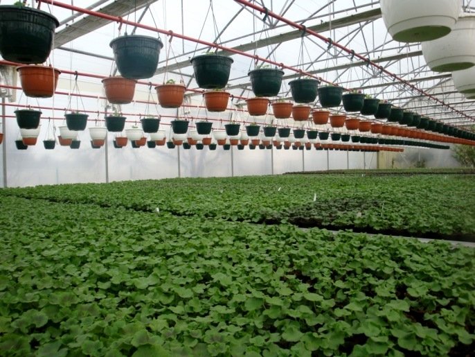 Ампельна герань | Догляд за ампельної геранню