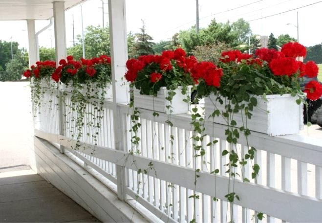 Ампельна герань | Догляд за ампельної геранню