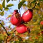 Шипшина при вагітності Шипшина при вагітності