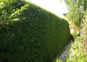Жива огорожа на дачі своїми руками