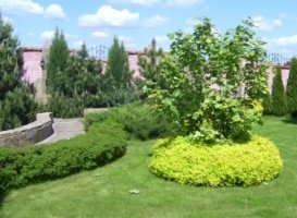 Жива огорожа на дачі своїми руками