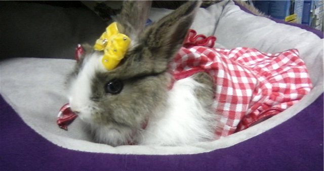 Одяг для кроликів