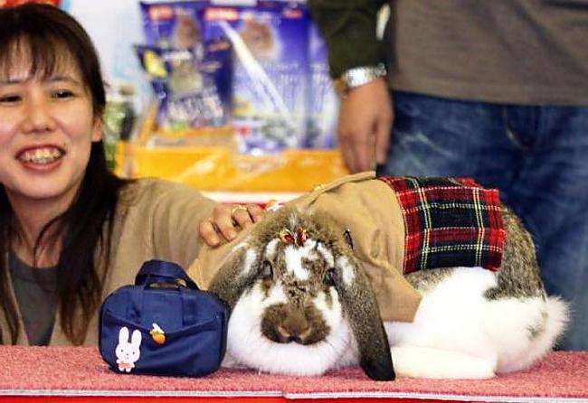 Одяг для кроликів