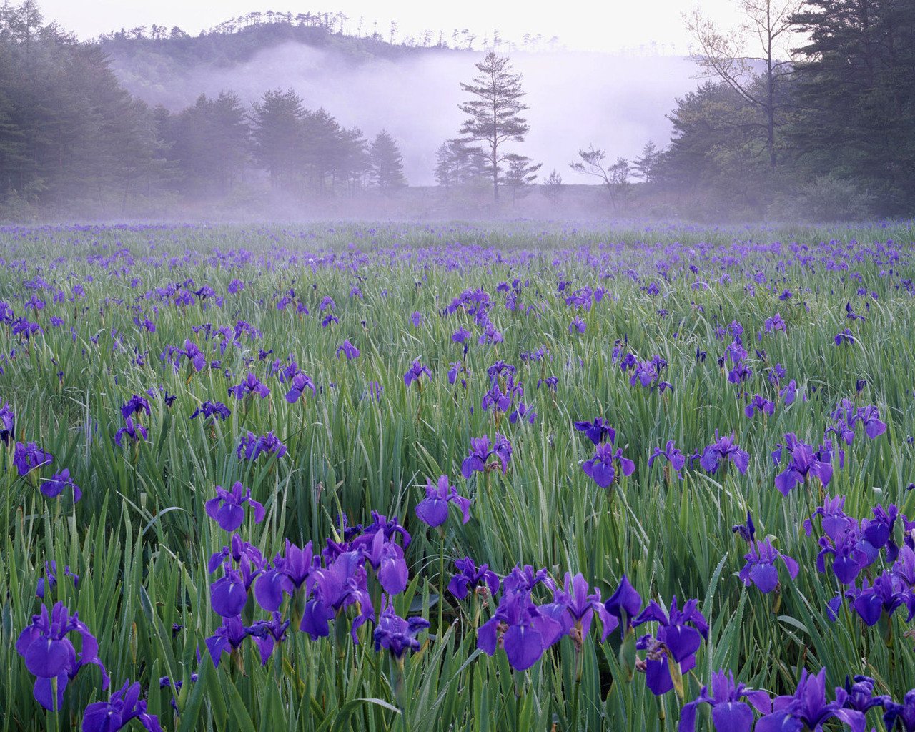 Нішева парфумерія: довгоочікувана покупка Нішева парфумерія: довгоочікувана покупка