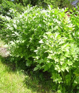 Трава любисток властивості та застосування