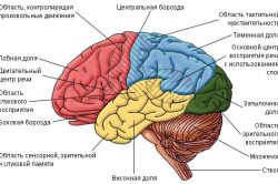 Операції на мозку і їх наслідки