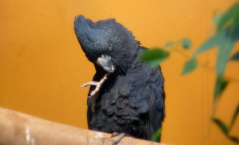 Як перестати гризти нігті | Як перестати гризти нігті дітям Як перестати гризти нігті | Як перестати гризти нігті дітям