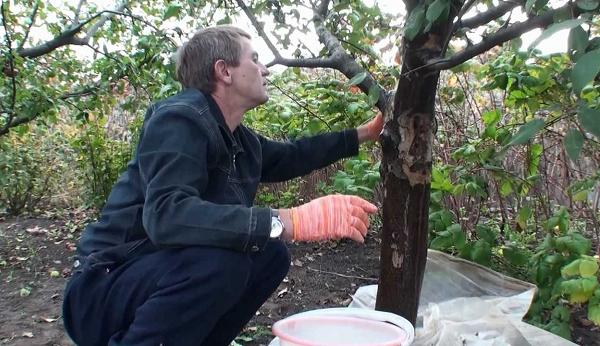 Як зробити садовий вар своїми руками в домашніх умовах?