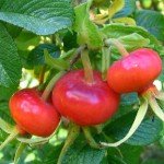 Шипшина при вагітності Шипшина при вагітності