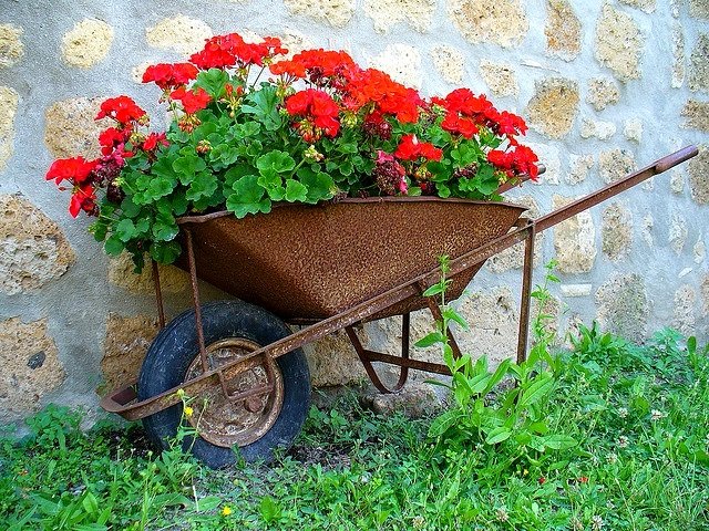 Ампельна герань | Догляд за ампельної геранню