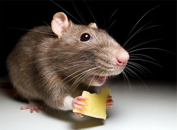 Як позбутися від щурів в будинку або квартирі?