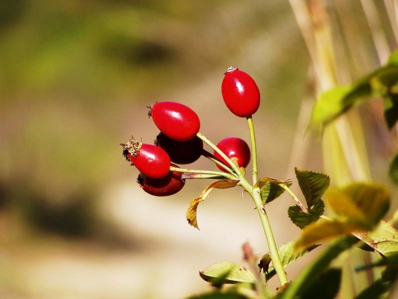 Шипшина при вагітності Шипшина при вагітності