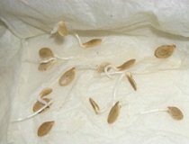 Як перевірити схожість насіння?