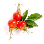 Шипшина при вагітності Шипшина при вагітності