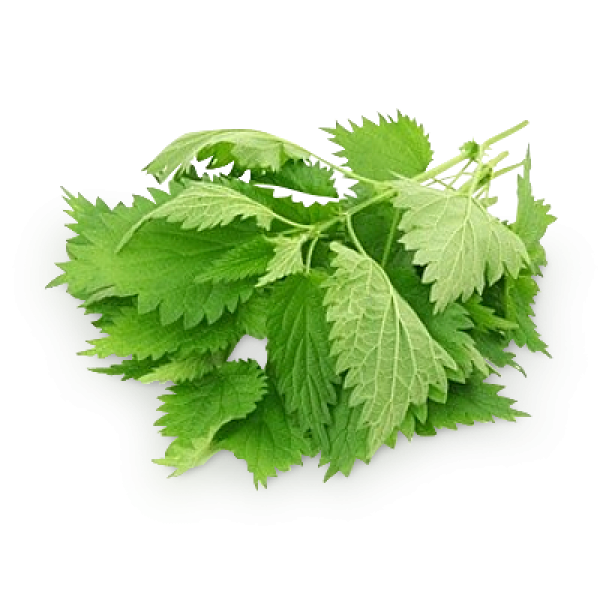 Лікування геморою кропивою