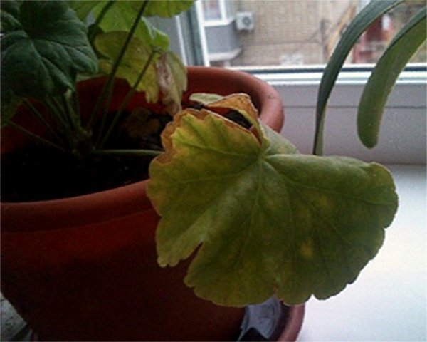 Ампельна герань | Догляд за ампельної геранню