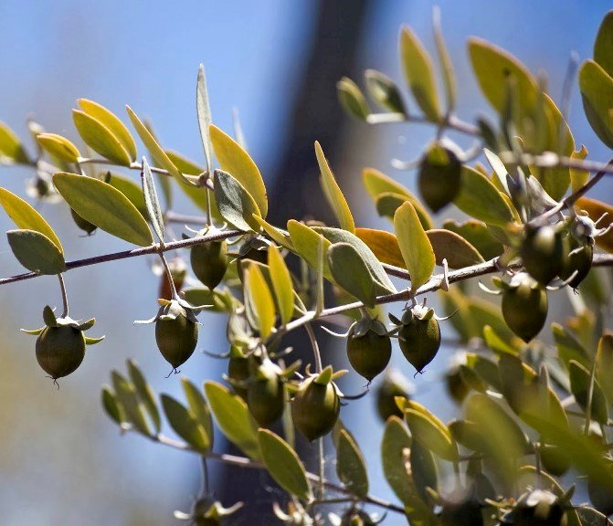 Масло жожоба для волосся | Маска з маслом жожоба