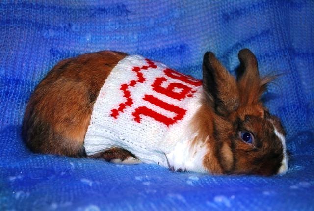 Одяг для кроликів