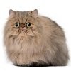 Скільки живуть перські кішки?