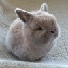Скільки живуть карликові кролики?