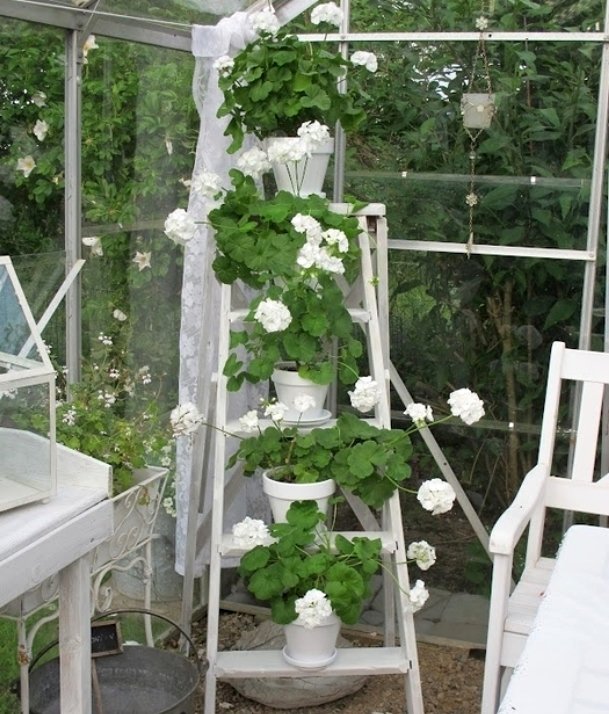 Ампельна герань | Догляд за ампельної геранню