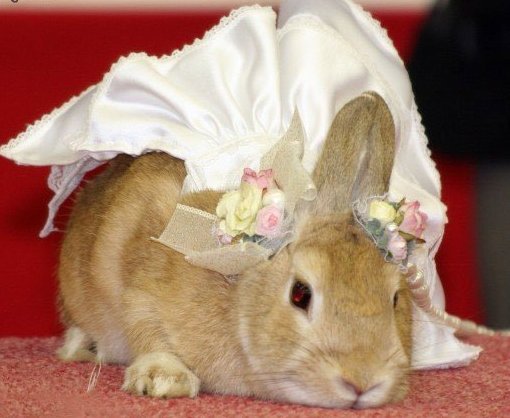 Одяг для кроликів