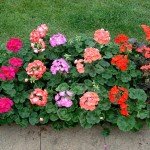 Ампельна герань | Догляд за ампельної геранню