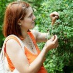 Шипшина при вагітності Шипшина при вагітності