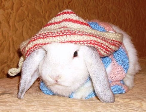 Одяг для кроликів