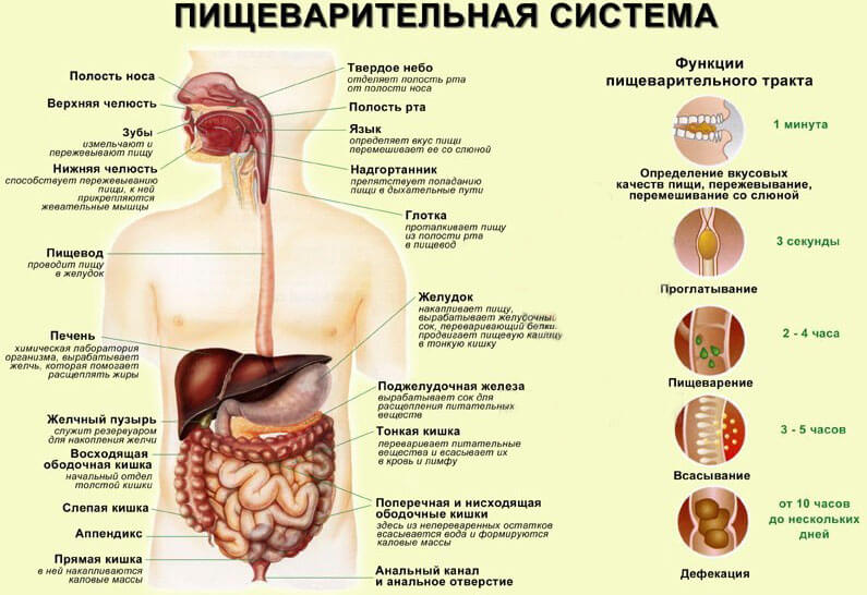 Анатомія людини: шлунково кишковий тракт