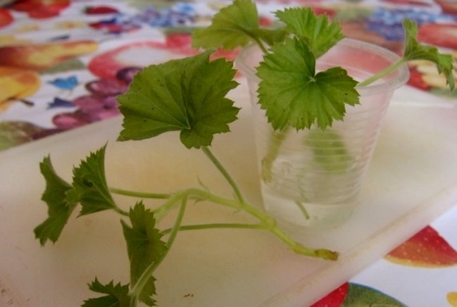 Ампельна герань | Догляд за ампельної геранню