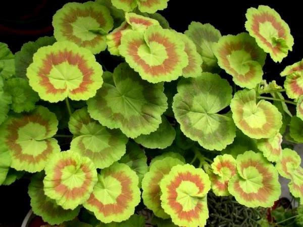 Ампельна герань | Догляд за ампельної геранню