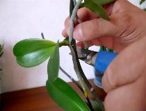 Як обрізати орхідею після цвітіння в домашніх умовах?