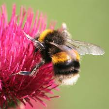 Апітерапія — лікуємо варикоз і інші захворювання за допомогою бджіл