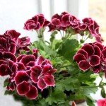 Ампельна герань | Догляд за ампельної геранню