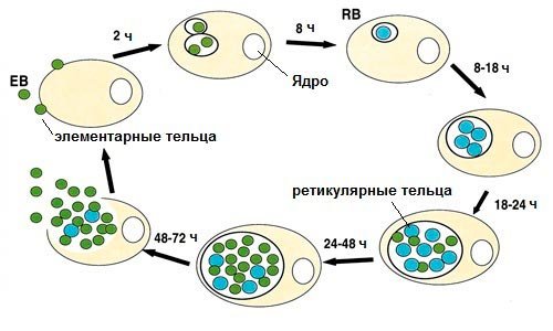 Вплив хламідій на чоловічий організм