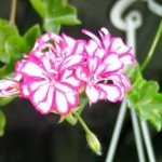 Ампельна герань | Догляд за ампельної геранню