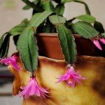 Невибагливі кімнатні рослини | Невибагливі квітучі кімнатні квіти