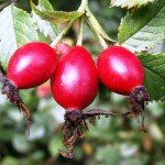 Шипшина при вагітності Шипшина при вагітності