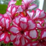 Ампельна герань | Догляд за ампельної геранню