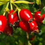 Шипшина при вагітності Шипшина при вагітності