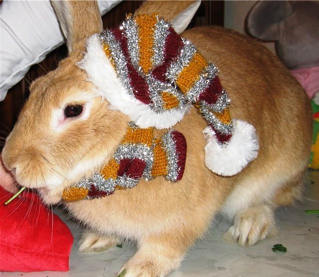 Одяг для кроликів