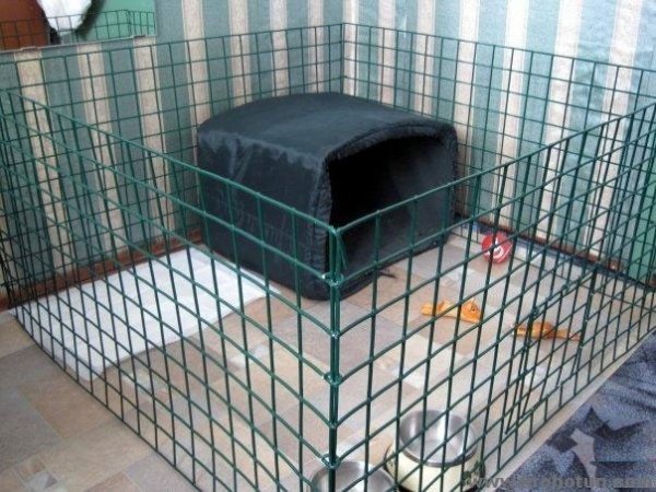 Як зробити вольєр для собаки своїми руками: розміри, креслення