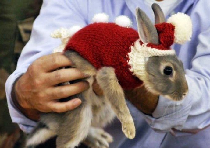 Одяг для кроликів