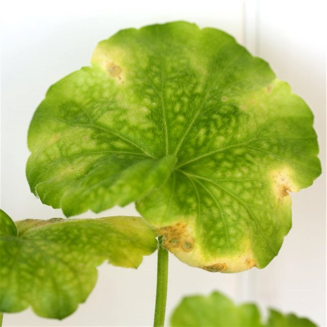 Ампельна герань | Догляд за ампельної геранню