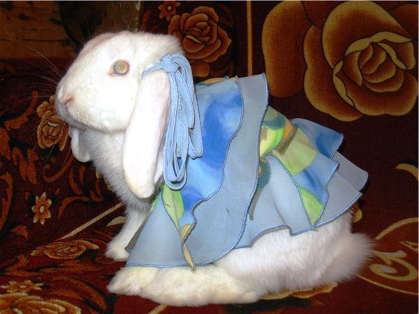 Одяг для кроликів