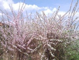 Як зробити красиву живопліт з вишні