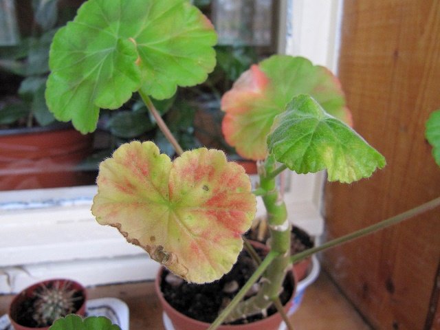 Ампельна герань | Догляд за ампельної геранню