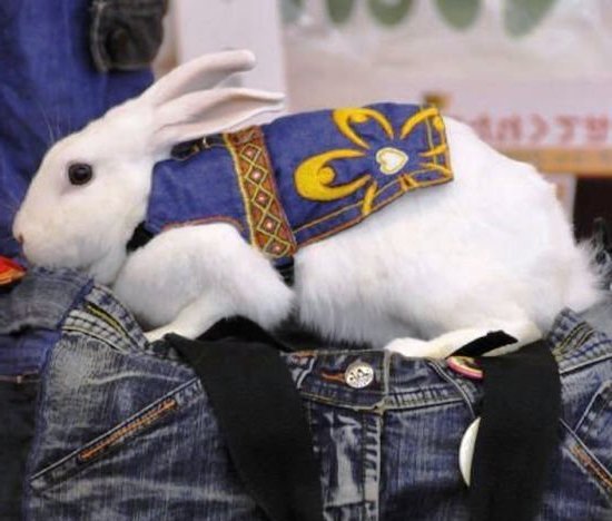 Одяг для кроликів